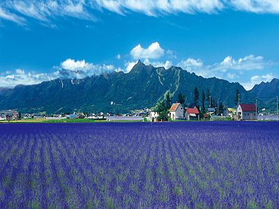 【夏戀富良野~超值北海道溫泉6日】哈密瓜吃到飽浪漫小樽白金青池旭山動物園