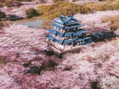 【花開蘇北希世江南】興化垛田油菜花海黿頭渚櫻花尚湖賞花魔都上海文化交流考察5日(國航)