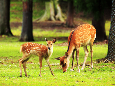 �i����ʥͮ���5��j�J�ʳ����