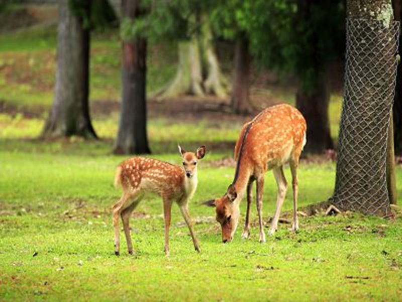 �ȯ�i�j���ʳ��`�}�T����§+�겣���Y�칡 ���5��j