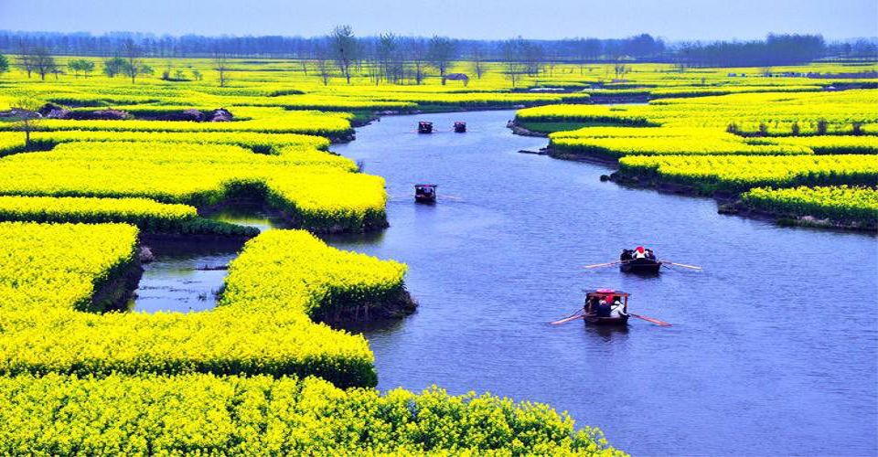 天海旅行社-出團王網站-國外行程介紹【花開蘇北希世江南】 興化垛田
